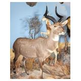 SUPER RARE Mountain Nyala Full Body Taxidermy Moun