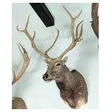 Barasingha Shoulder Mount Taxidermy INDIANA RESIDE