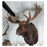 Large Russian Moose Shoulder Mount Taxidermy