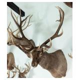 7x7 Elk Shoulder Mount Taxidermy