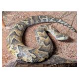 Replica Gaboon Viper