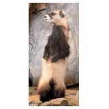 European Pole Cat Full Body Taxidermy Mount No Bas