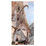 Siberian Ibex Full Body Taxidermy Mount No Base