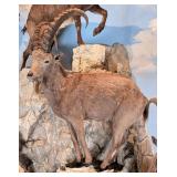Gobi Ibex Full Body Taxidermy Mount No Base