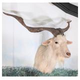 Catalina Goat Shoulder Mount Taxidermy