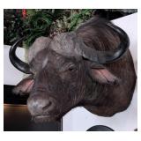 Cape Buffalo Shoulder Mount Taxidermy