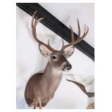10-Point Mexican Whitetail Deer Shoulder Mount Tax