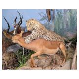 Pouncing Leopard & Impala Full Body Taxidermy Moun