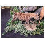 African Hyena Full Body Taxidermy Mount w/ Habitat