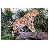 Leopard Full Body Taxidermy Wall Mount on Faux Tre