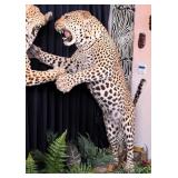Pouncing Leopard Full Body Taxidermy Mount on Habi