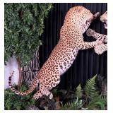 Pouncing Leopard Full Body Taxidermy Mount on Habi