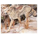 Golden Jackal Full Body Taxidermy Mount No Base