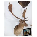 VERY BIG Fallow Deer Shoulder Mount Taxidermy