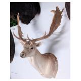 HUGE HUGE HUGE Fallow Deer Shoulder Mount Taxiderm