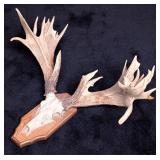 Replica Whitetail Deer European Taxidermy Mount on