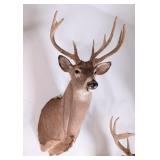 7 Point Whitetail Deer Shoulder Mount Taxidermy