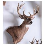11 Point Partial Velvet Whitetail Deer Shoulder Mo