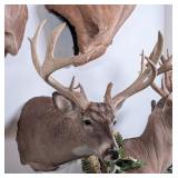 9 Point Whitetail Deer Shoulder Mount Taxidermy