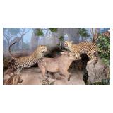 (2) Leopards & Warthog Taxidermy Display No Base I