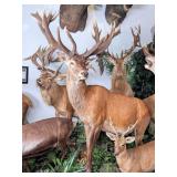 SCI WORLD RECORD Red Stag Full Body Taxidermy Moun