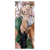 Large Red Stag Shoulder Mount Taxidermy on Pedesta
