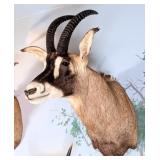 African Roan Antelope Shoulder Mount Taxidermy
