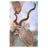 Greater Kudu Shoulder Mount Taxidermy