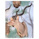 Greater Kudu Shoulder Mount Taxidermy