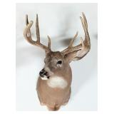 8-Point Whitetail Deer Shoulder Mount Taxidermy