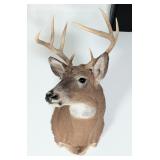 8-Point Whitetail Deer Shoulder Mount Taxidermy
