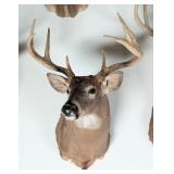 8-Point Whitetail Deer Shoulder Mount Taxidermy