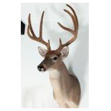 8-Point Whitetail Deer Shoulder Mount Taxidermy