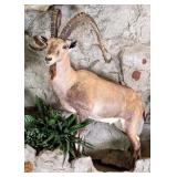 Super Rare Nubian Ibex Full Body Taxidermy Mount