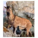 Persian Ibex Full Body Taxidermy Mount No Base