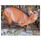 Red Planked Duiker Full Body Taxidermy Mount No Ba