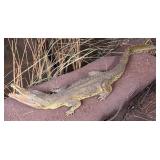 Replica Juvenile African Crocodile