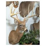11-Point Whitetail Deer Shoulder Mount Taxidermy