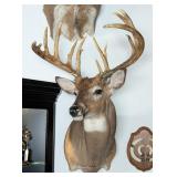 15-Point Whitetail Deer Shoulder Mount Taxidermy