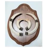 Warthog Tusk Plaque Display Taxidermy