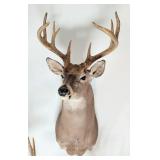 9-Point Whitetail Deer Shoulder Mount Taxidermy