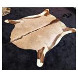 Taxidermy Gemsbok Rug with Carpet Backing