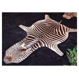 Taxidermy Zebra Rug with Black Backing and D Rings