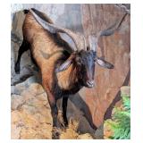 Catalina Goat Full Body Taxidermy No Base
