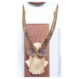 Roe Deer Skull European Taxidermy Mount