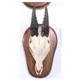 Blesbok Skull European Taxidermy Mount