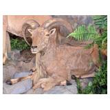 Resting Barbary Aoudad Sheep Full Body Taxidermy