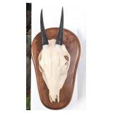 Duiker Skull European Taxidermy Mount