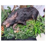 Massive Wild Boar Full Body Taxidermy Mount on Rol