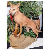 Australian Dingo Full Body Taxidermy Mount on Habi